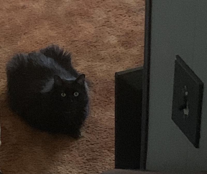 Jax watching TV