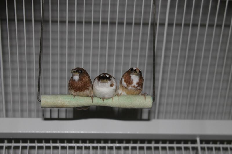 Happy rescued finches!