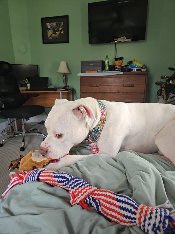 Willow enjoying her toy.