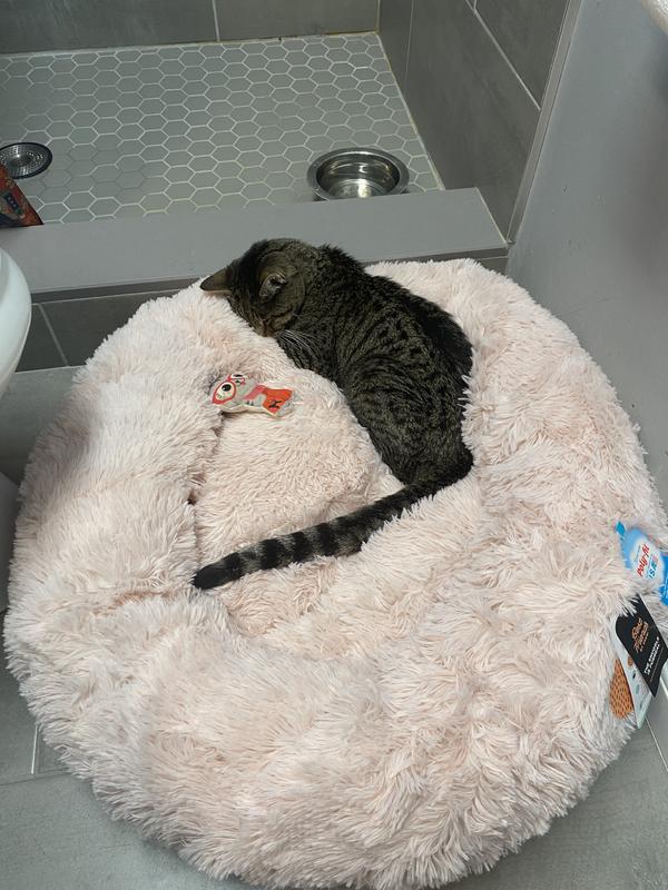 I wasn’t sure what size I ordered last time so I ordered a medium and it’s quite big for a cat. If you get one for a cat, make sure you order a size small.