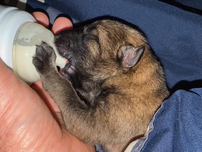 KeweenawGSD.com, Reacher, 8 lbs at 1 month -- good milk!