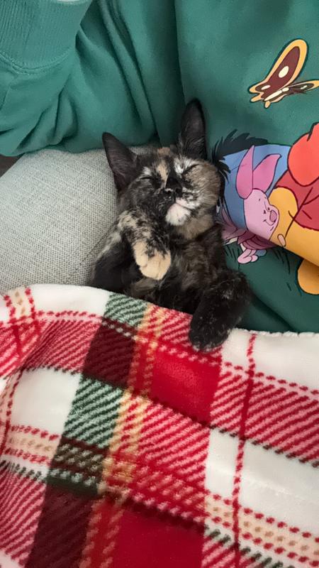 Picture of the culprit