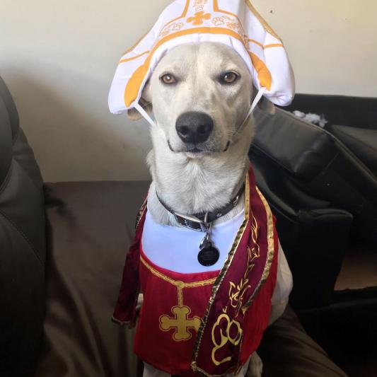 Holy 2024 hound costume