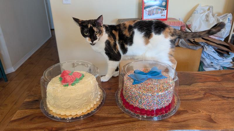 Oonagh approving the cakes!