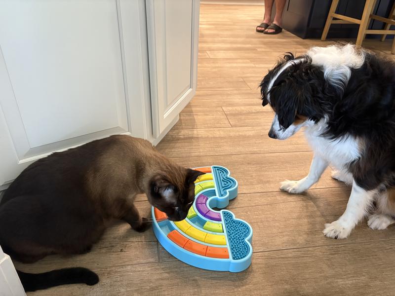 Cat & dog working together to figure it out. 😁