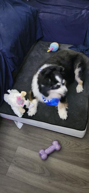 "She Likes Birthday the Lambchop"