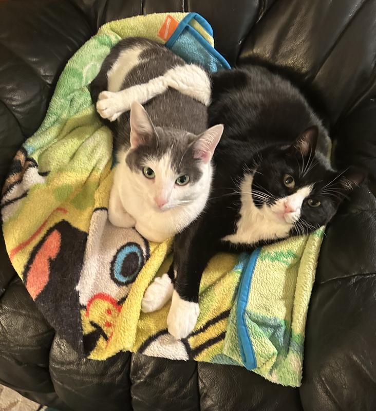 Kiko and Miso, my fur ball companions