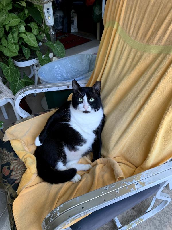 He’s a happy cat. When he first came around the house, he was feral. Now he thinks he’s a lap cat.