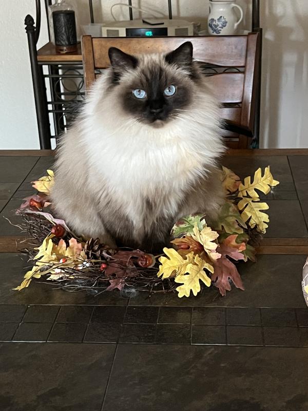 Lilly-Seal color point Ragdoll