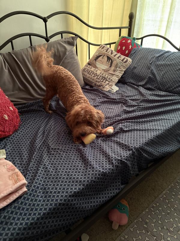 My baby loves his new toys