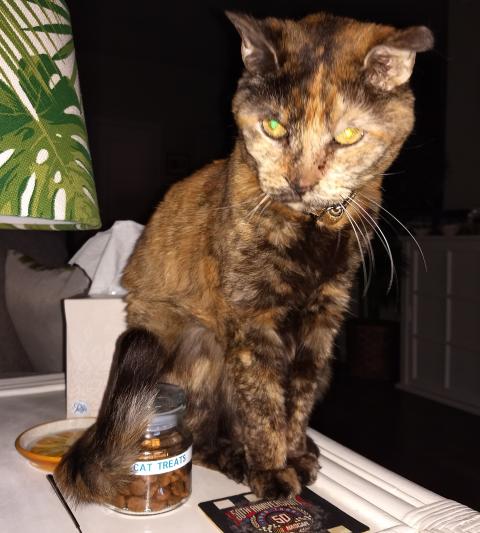 Katie guarding her treat jar