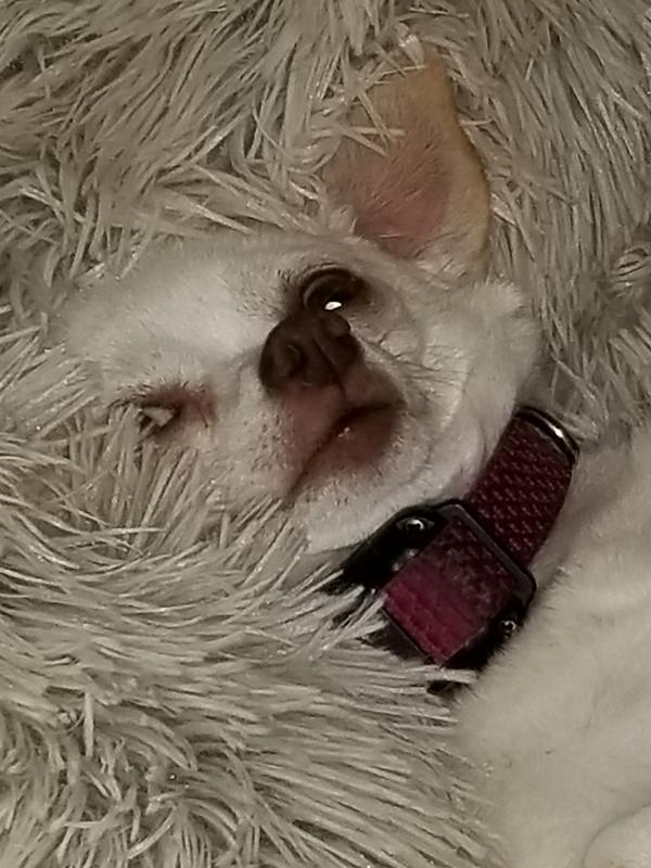 Bentley; Meghan; Ella; Mickey and Molly