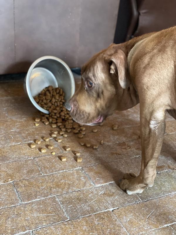 Koda loves her new food!