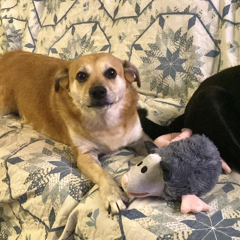 Out of Stock BARK Poppy Possum Thrasher Squeaky Plush Dog Toy Grey Chewy