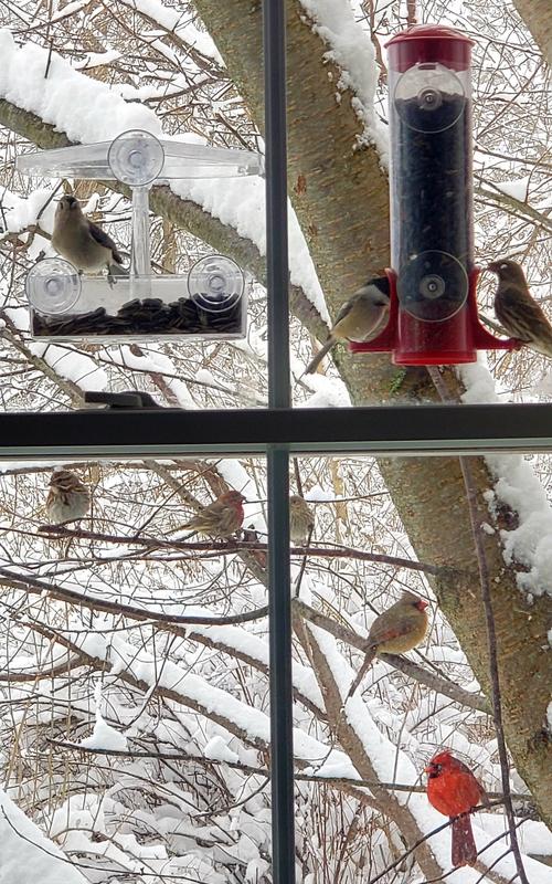 The Queue for Brown's Dark Oil Sunflower Seeds: Cardinals, Finches, Chickadee, Nuthatch, Sparrow