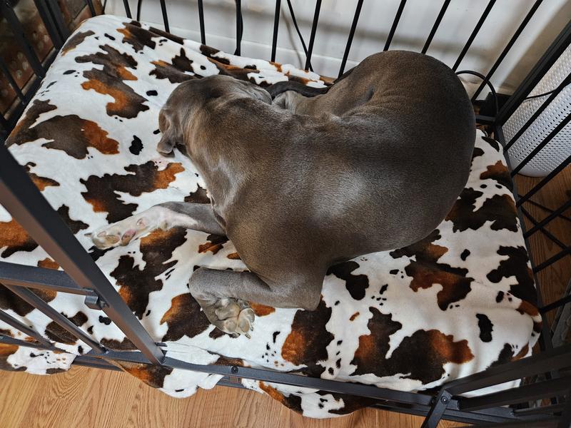 One of my 65lb American Pitbull Terriers