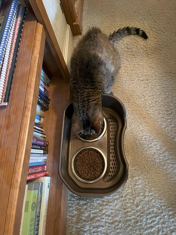 Bailey (diabetic cat) finally getting his turn at the food dish (yummy)