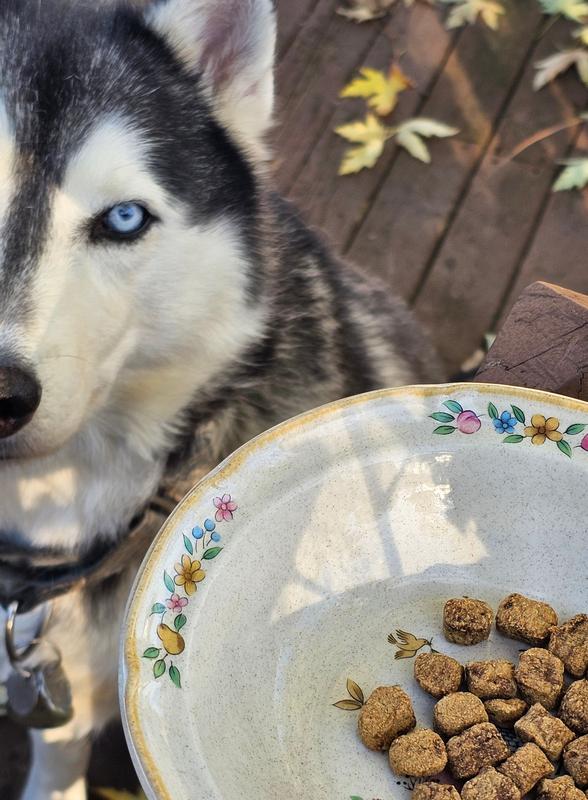 Big fans of this, being v. Good doggos waiting for me to take photos