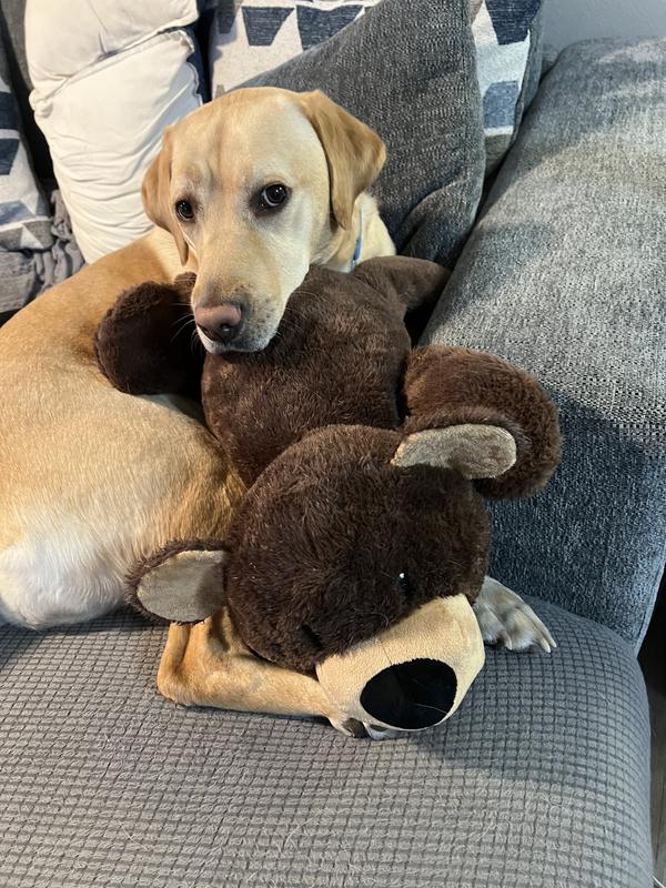 Korra yellow lab laying with Frisco X-Large Plush squeaky Bear