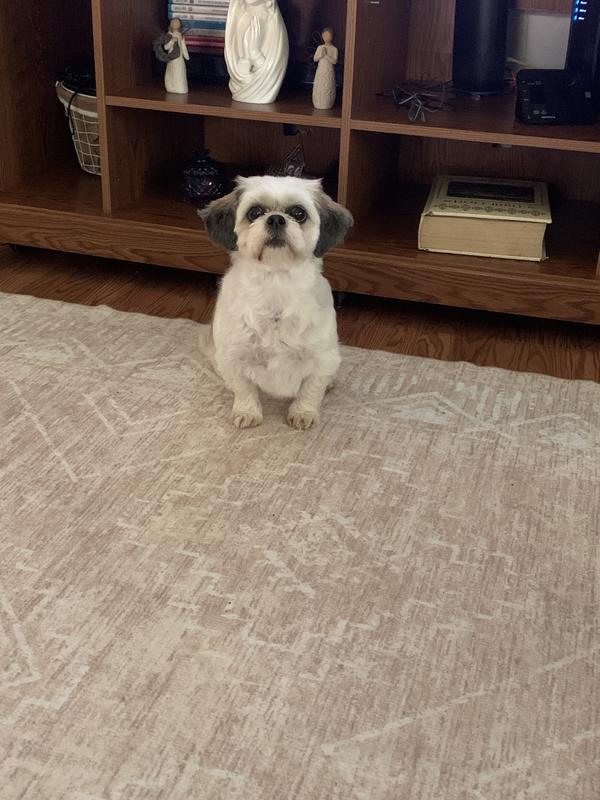 Waiting for her dinner.