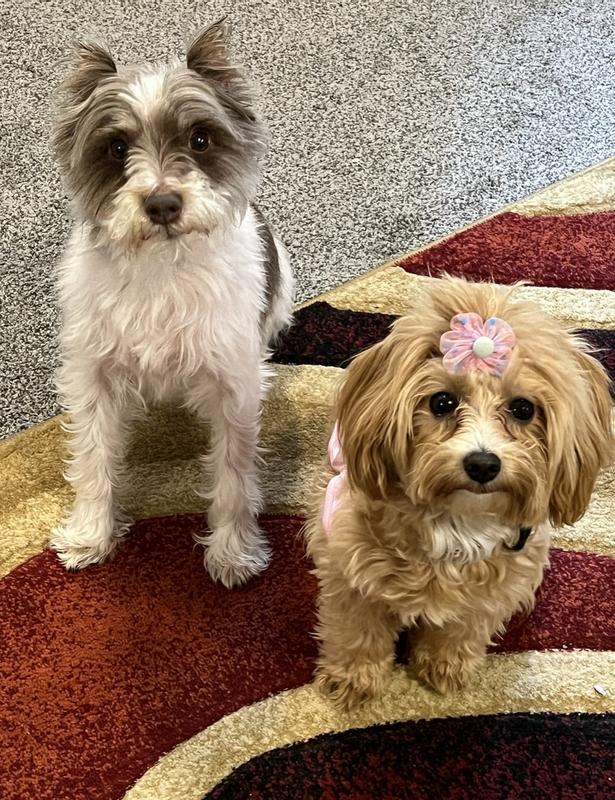 Gus and Nova. They are my whole world.