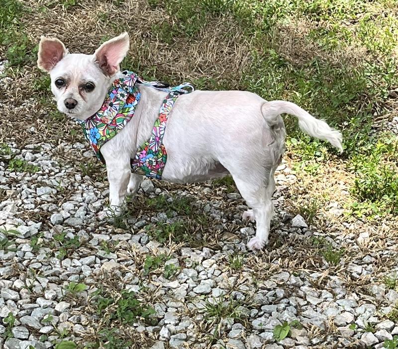 Gidget, roaming In her yard, in her new fine outfit