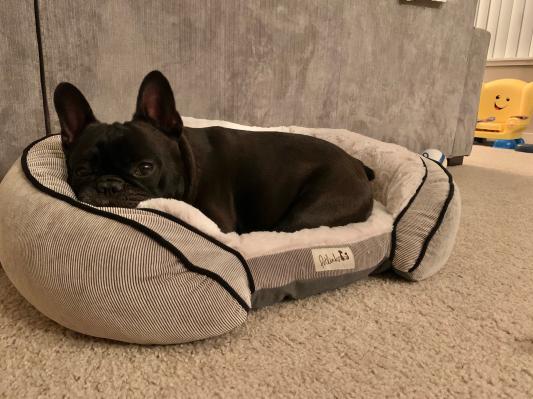 PETLINKS Supreme Soother Orthopedic Bolster Cat Dog Bed w