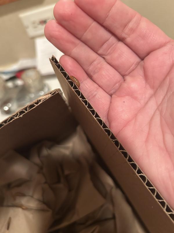 The worms inside the box!