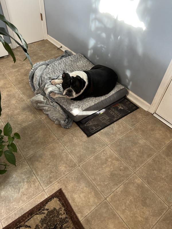 A perfect fit for our Bailey