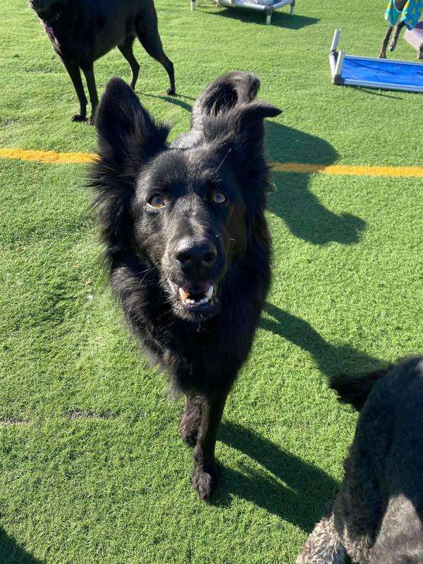 Charlie loves playing.