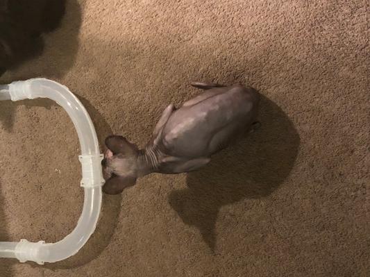 Joey (before)