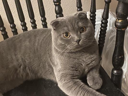 Durbin McTavish My SF  Kitten.