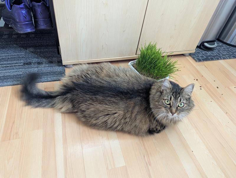 Kitsune and the grass