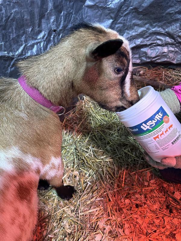 Momma Eve LOVES the taste!