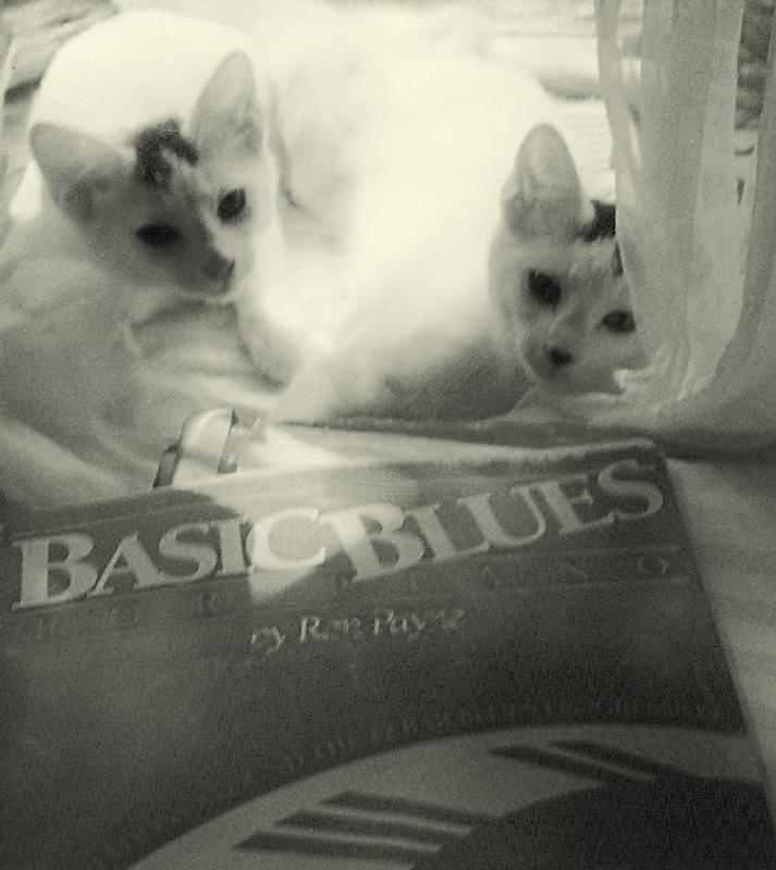 Our two angels in Cat Heaven Natasha and Samantha.