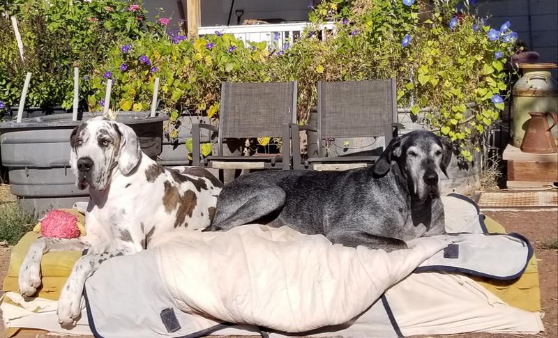 5yrs and 12 yrs enjoying the sun this morning.