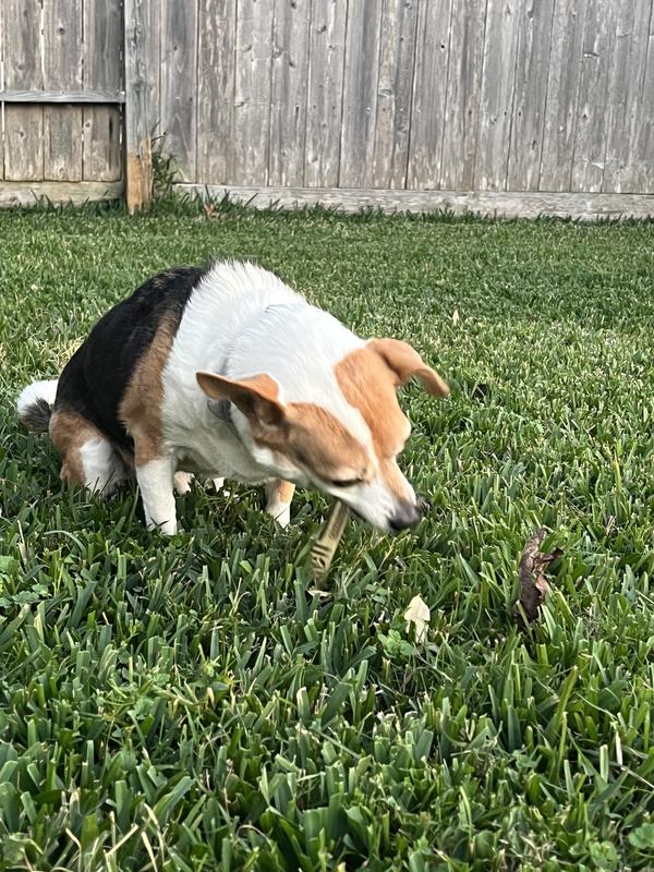 Wishbone enjoying his greenie