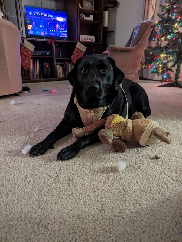 GOODY BOX Holiday Dog Toys & Treats, Small