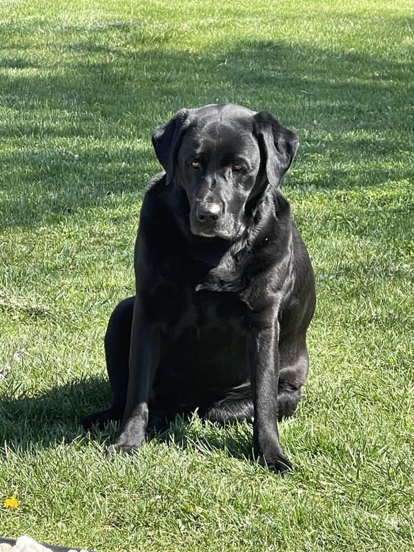 Lab who is shedding undercoat current and the brush worked perfectly.