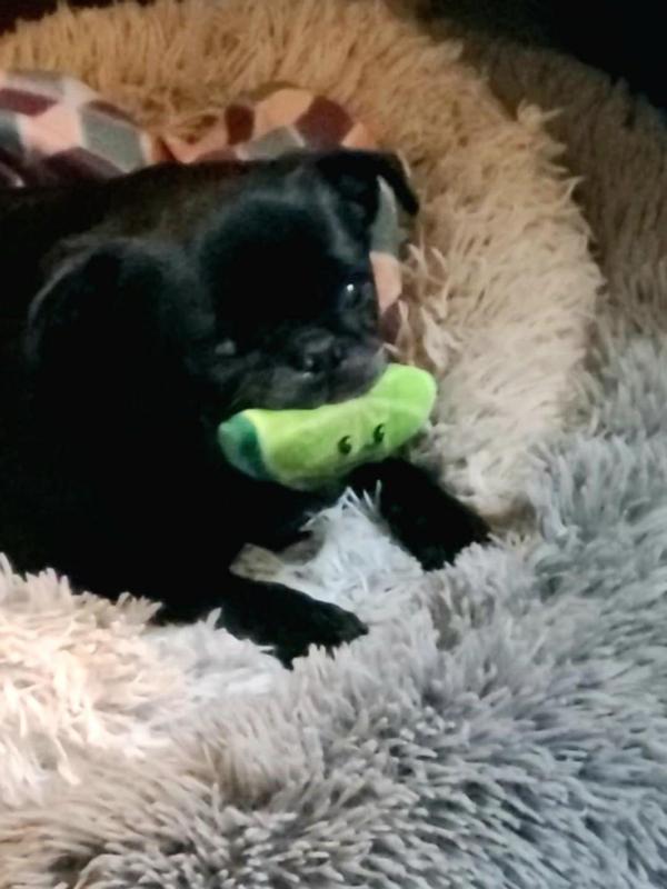 Miley and her favorite “squeekah”