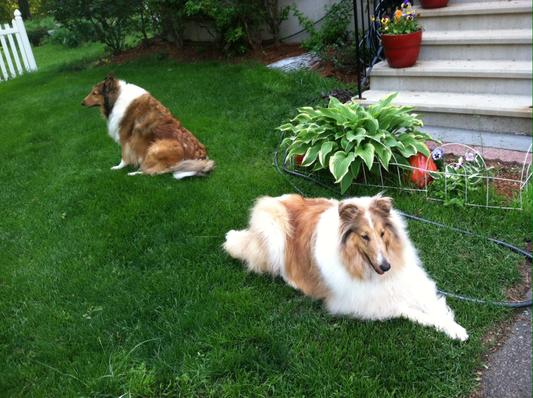 Bentley and Duke King ,