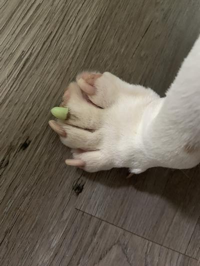 Dog toe outlet nail caps