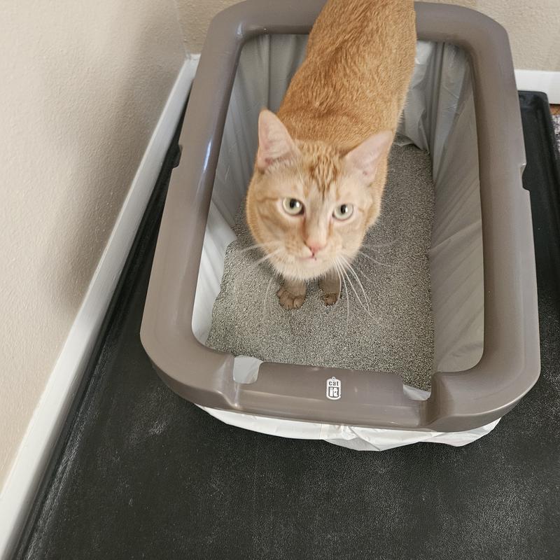 Kitty approved!