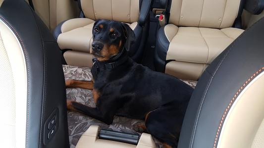 Going...going...GONE!