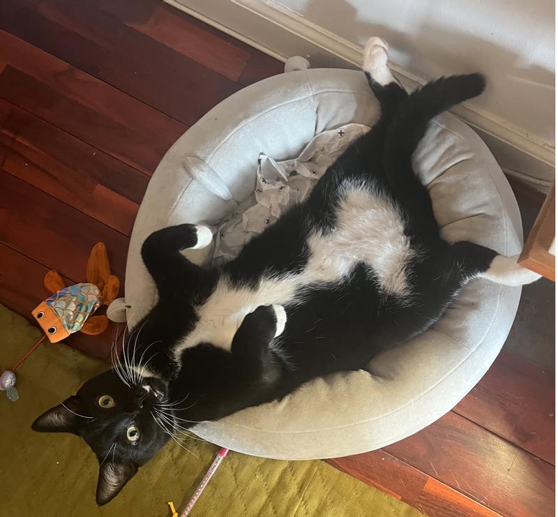 Happy SquishMallow Kitty