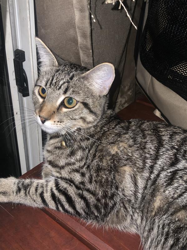 Dani has grown quite a bit since we got her! She’s already 7 months! Her new name tag fits her perfectly.😻