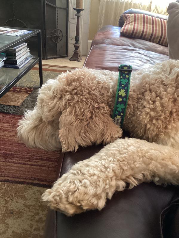 Robbie is resting up for St. Patrick’s day with his new shamrock collar!