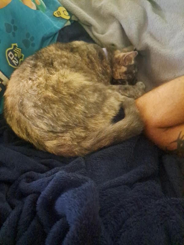 Good treats equal happy kity naps.