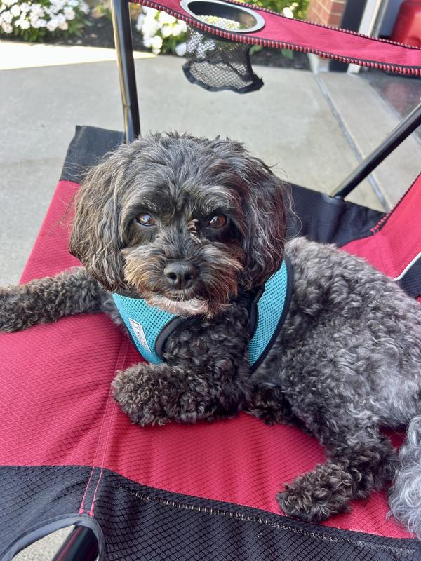 Beau says THANK YOU too! 💙