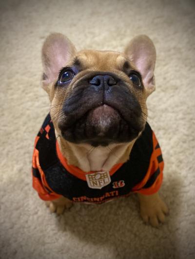 NFL Cleveland Browns Dog Jersey, X-Large